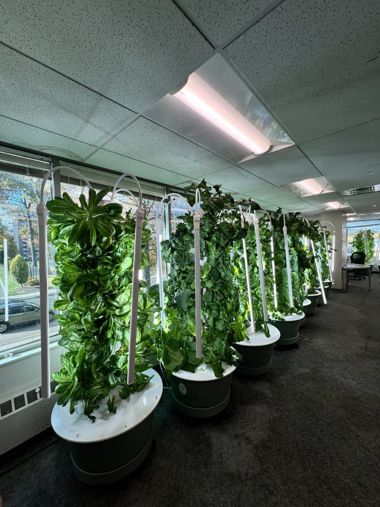 row of hydroponics